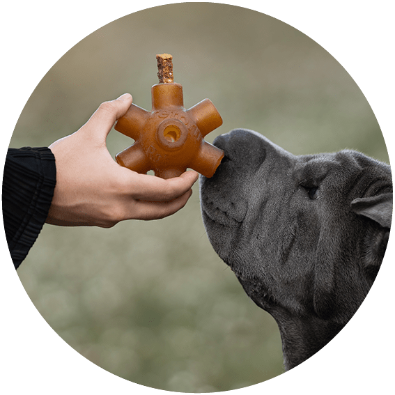 Snacks Naturales para Perros