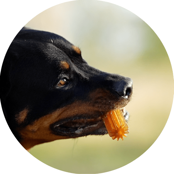 Juguetes para limpieza dental