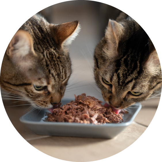 Comida húmeda para gatos