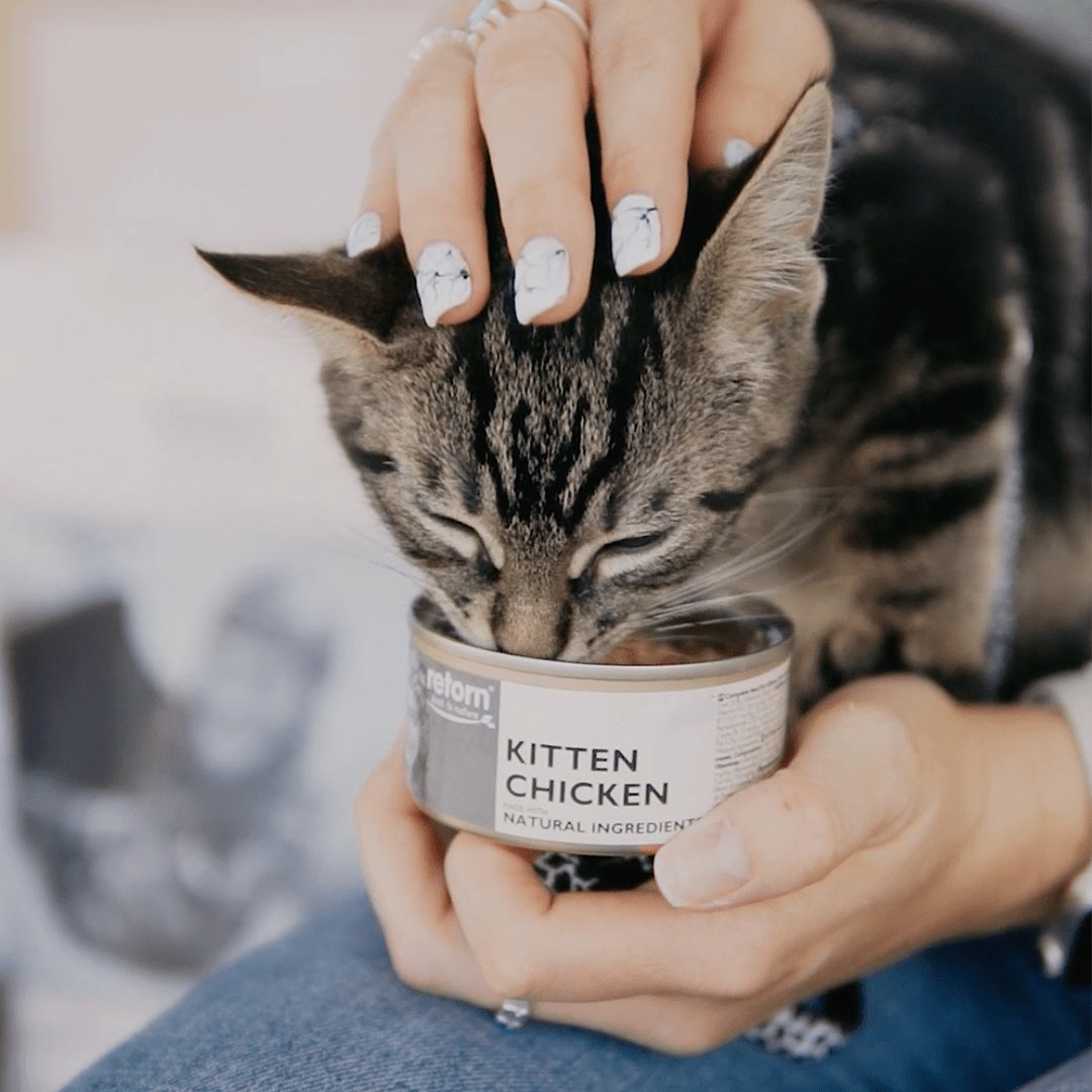 ¡Hola Kitten! Pack de bienvenida para Gatitos