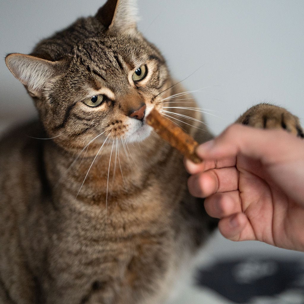Salmon Dental Rub Stick Prize for Cats 100g - Small Size 1x1