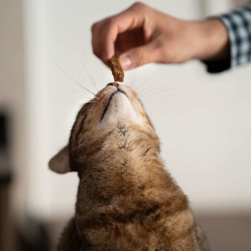 Premio Rub Stick Dental de Pollo para Gatitos 100g - Small Size 1x1