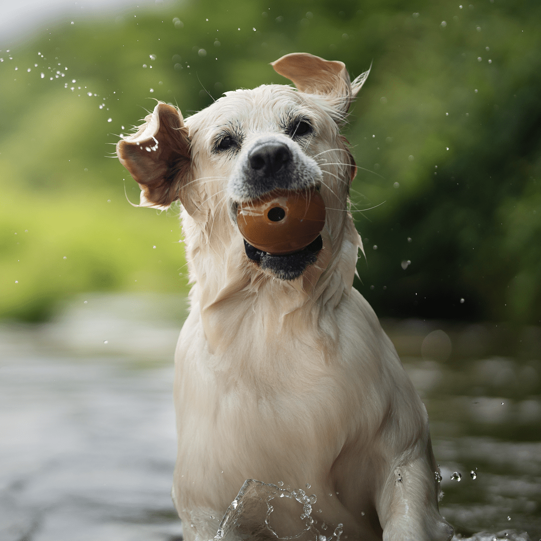 Juguete para Perros - Rub Ball