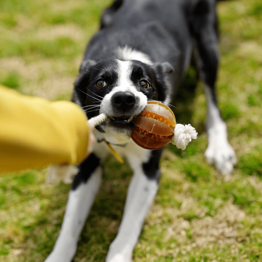 Juguete para Perros - Rub Floating Dental Ball