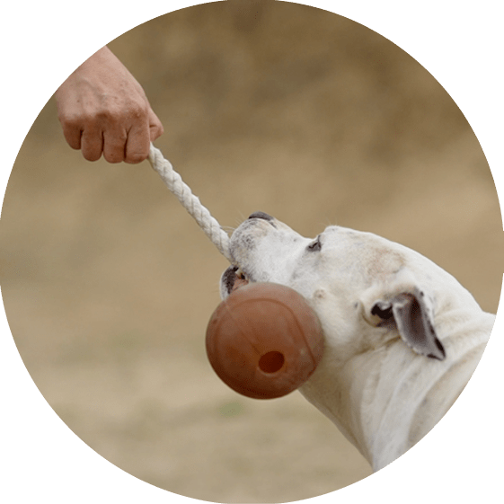 Juguetes con cuerda para perros Retorn