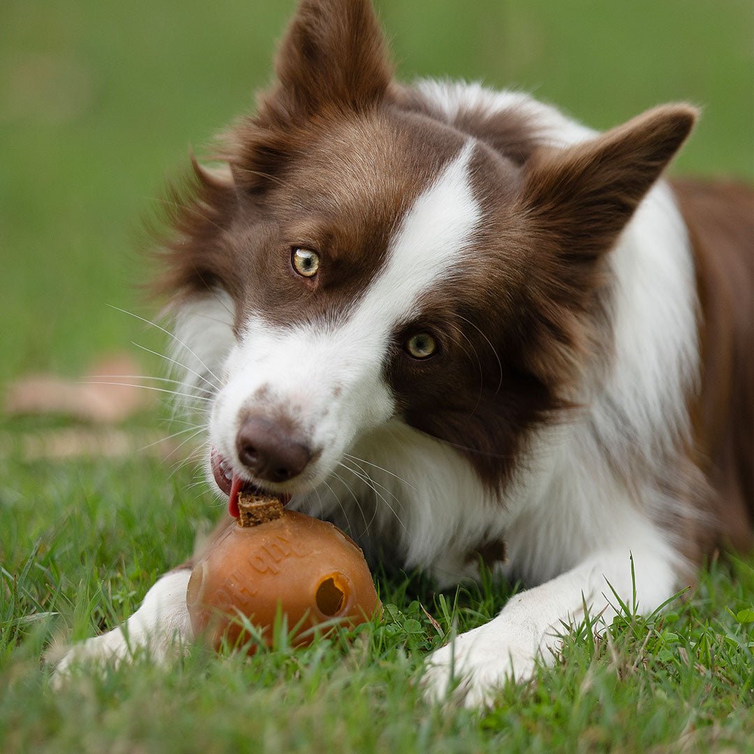 Pack 14 Palitos De Masticación Natural Para Perros - Juguete Dental De Larga Duración Para Cachorros Y Perros Adultos, Alivia El Estrés Y La Dentición