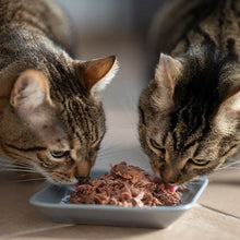 Comida Húmeda de Filetes de Atún natural con Mejillones para Gatos