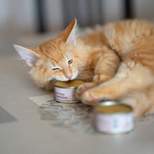 Comida Húmeda para Gatitos de Pollo