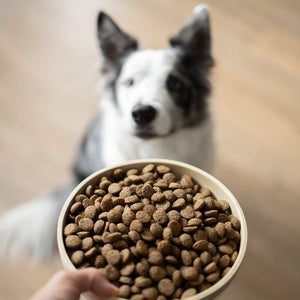 Pienso Natural para Perros de Salmón