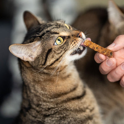 cat ate tobacco may have just eaten some homegrown tobacco. : r/cats Come On, Get Happy: Enrichment