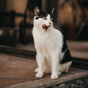 Comida Húmeda para Gatos de Atún con Salmón