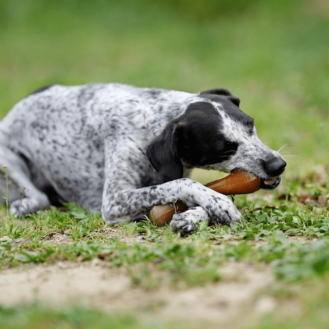Juguete para Perros - Rub Bone